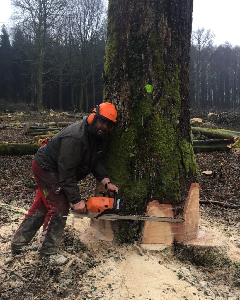 Dennis Hickman preparing to fell a tree during sustainable forestry training in France